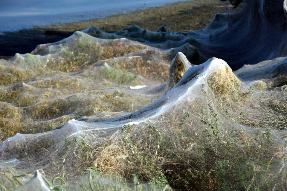 Паучий остров: километры паутины превратили эту землю в фильм ужасов