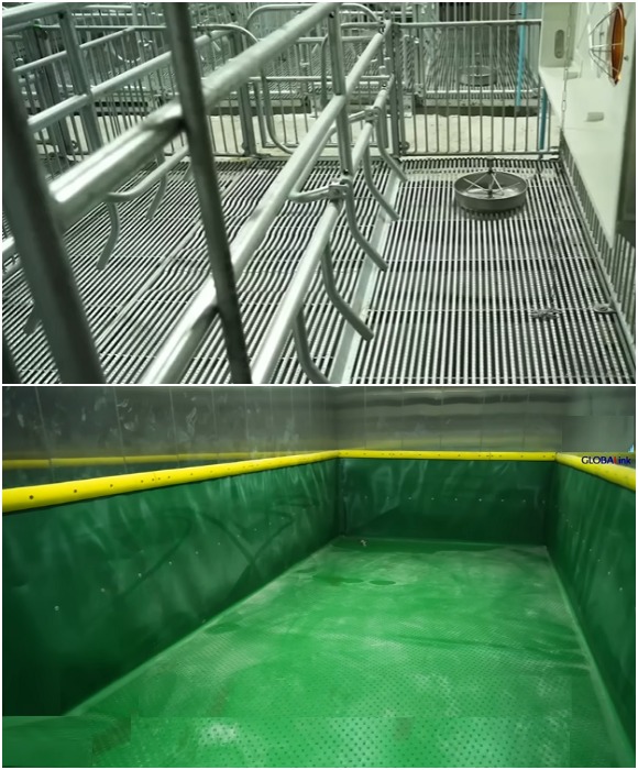 Так выглядят индивидуальные ячейки и общая ванна, где свинки согласно графика принимают водные процедуры (GLOBALink, Китай).