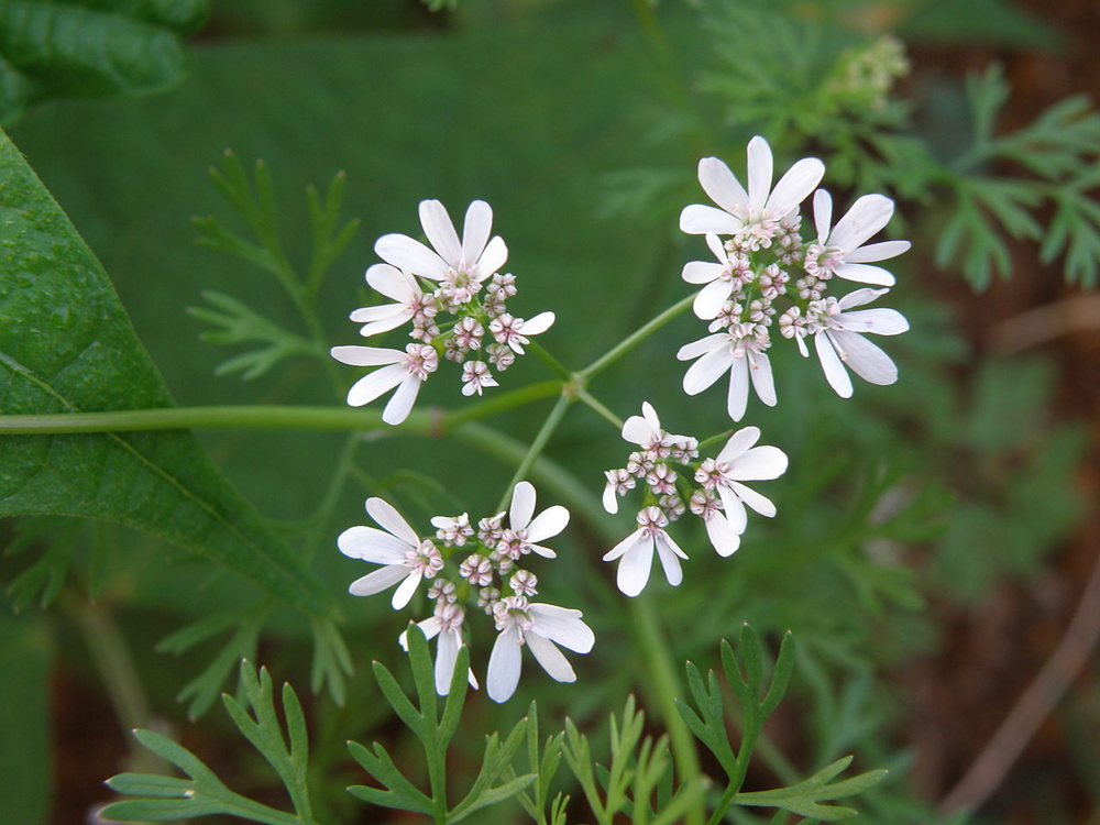 Кинза: почему мексиканцы её обожают, а европейцы — выплёвывают