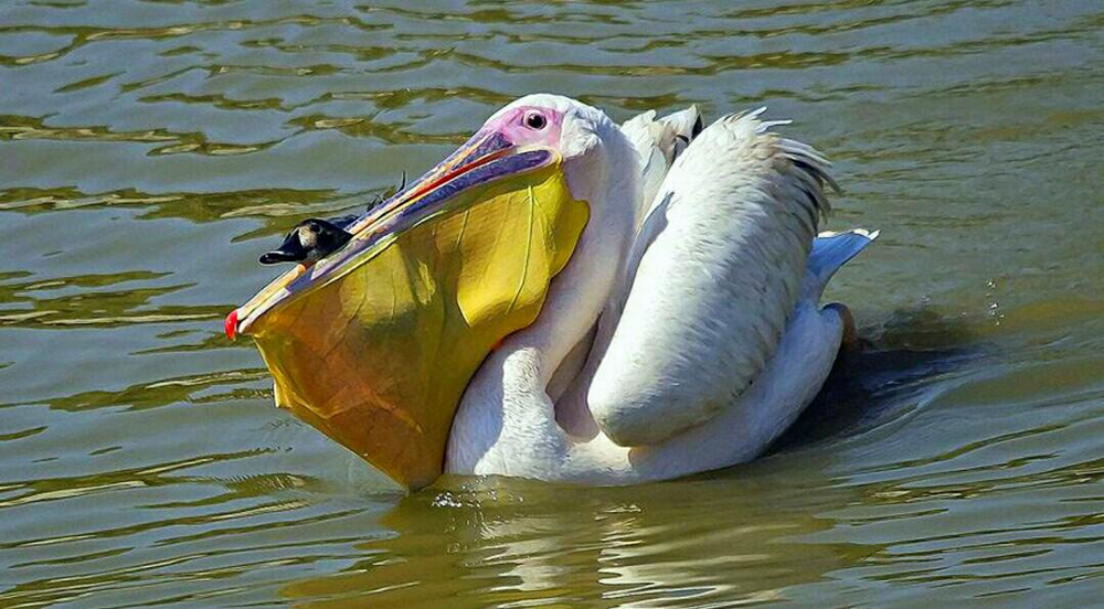 Американский белый пеликан: клюв этой птицы — бездонная пропасть! Американский белый пеликан: клюв этой птицы — бездонная пропасть!