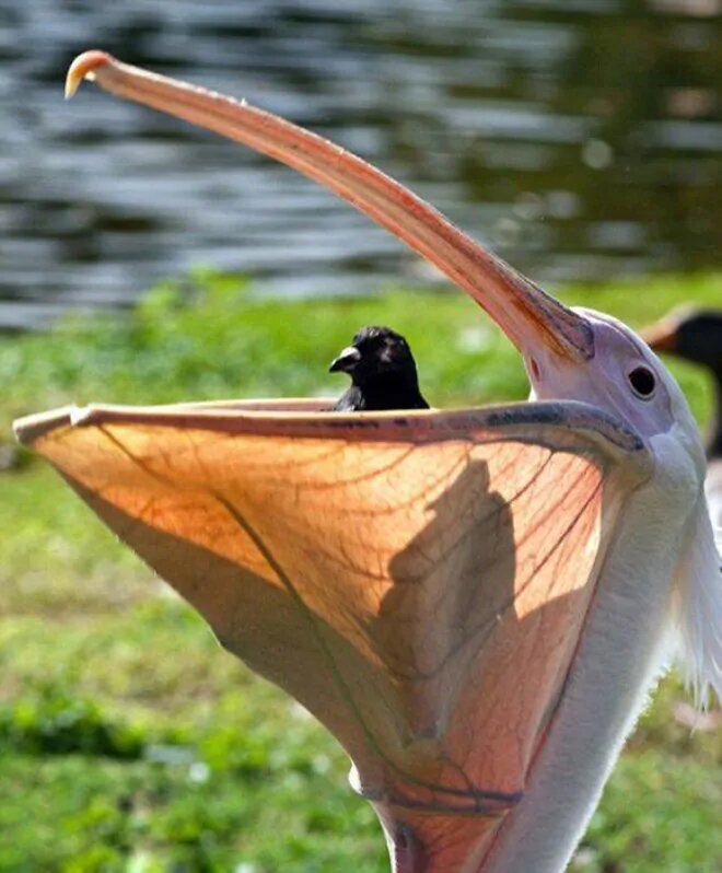 Американский белый пеликан: клюв этой птицы — бездонная пропасть! Американский белый пеликан: клюв этой птицы — бездонная пропасть!