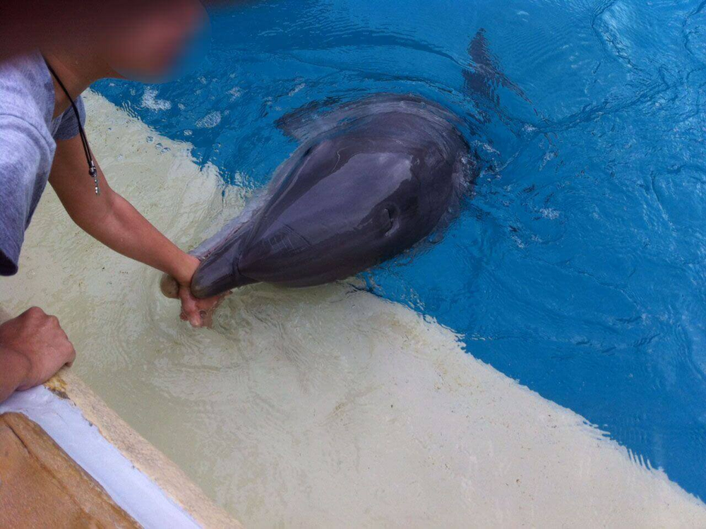 Афалины: Тёмные секреты прекрасных дельфинов Афалины: Тёмные секреты прекрасных дельфинов