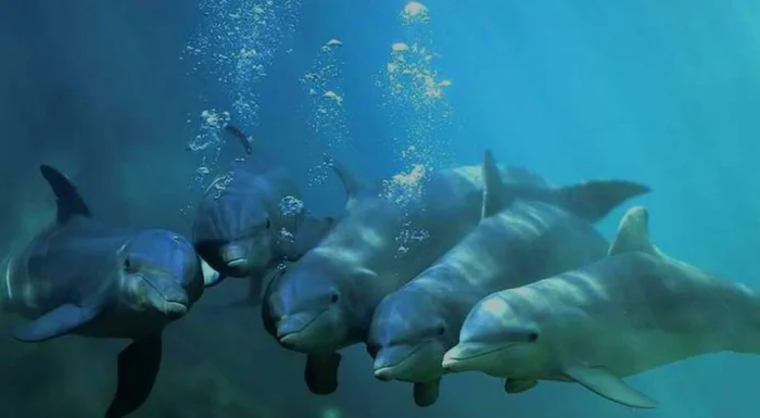 Афалины: Тёмные секреты прекрасных дельфинов Афалины: Тёмные секреты прекрасных дельфинов