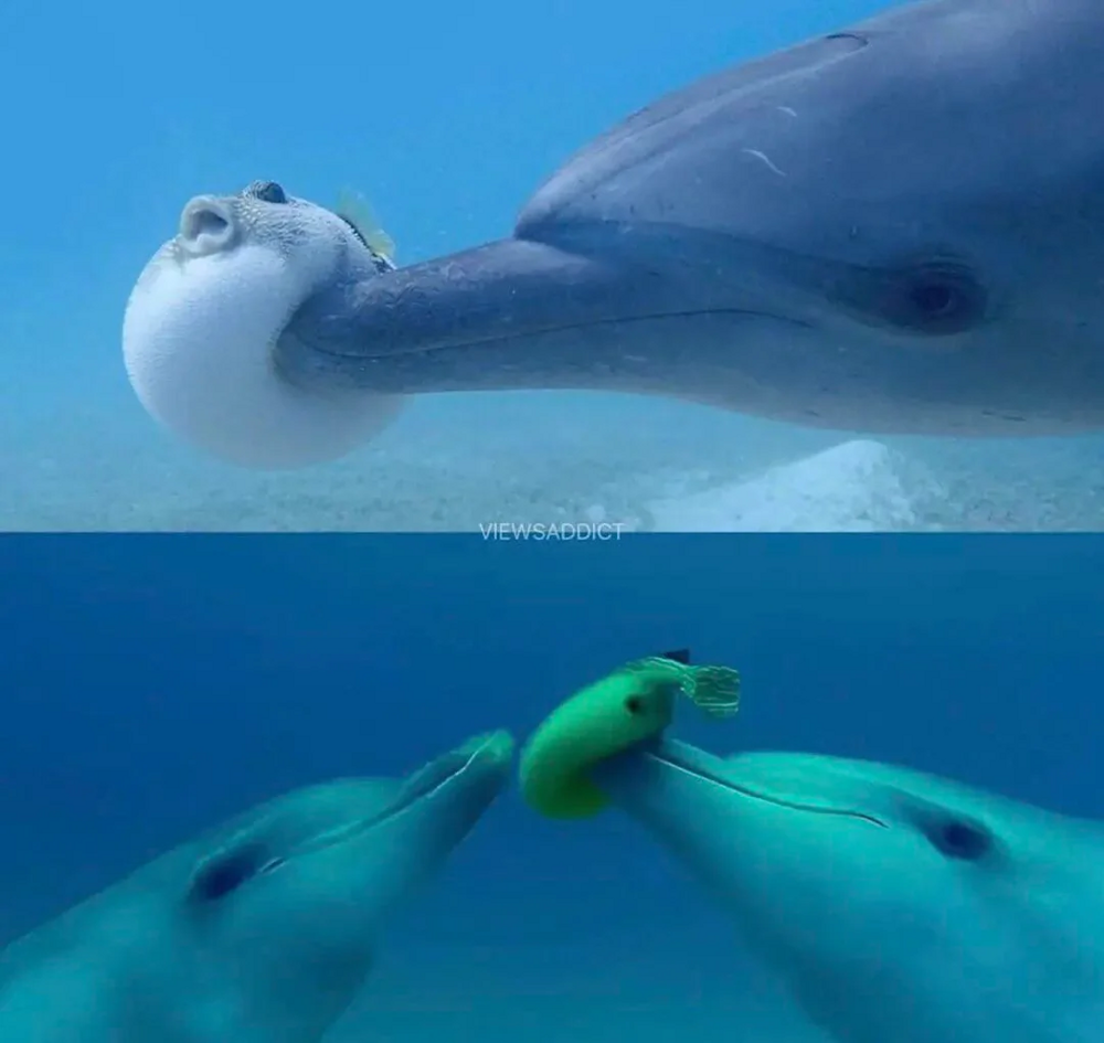 Афалины: Тёмные секреты прекрасных дельфинов Афалины: Тёмные секреты прекрасных дельфинов