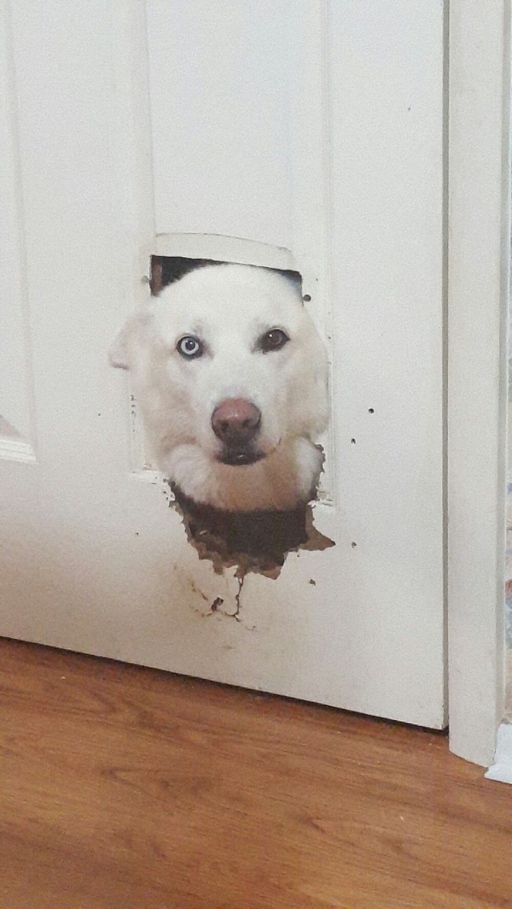 1. А вот и я, очень хороший пёсик 1. А вот и я, очень хороший пёсик