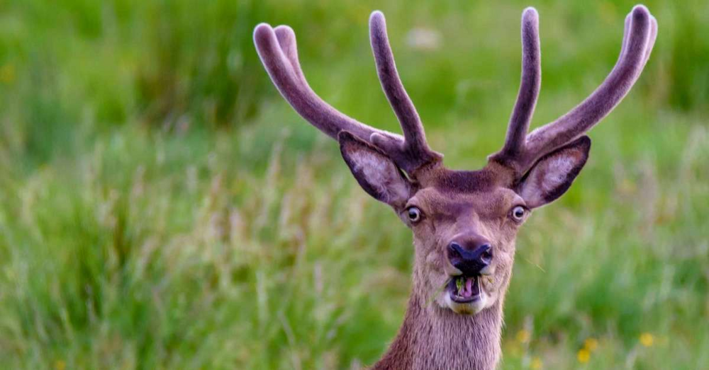 Дистанция вспугивания: когда зверь понимает, что пора делать ноги? Дистанция вспугивания: когда зверь понимает, что пора делать ноги?