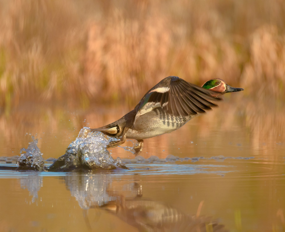 Дистанция вспугивания: когда зверь понимает, что пора делать ноги? Дистанция вспугивания: когда зверь понимает, что пора делать ноги?