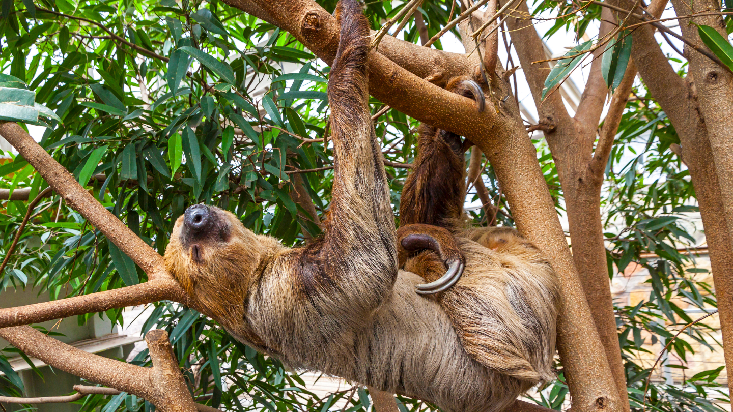 Животные, время