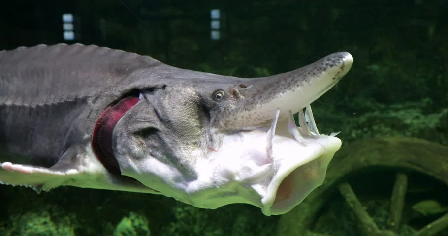 Почему рыбий рот такой инопланетный?