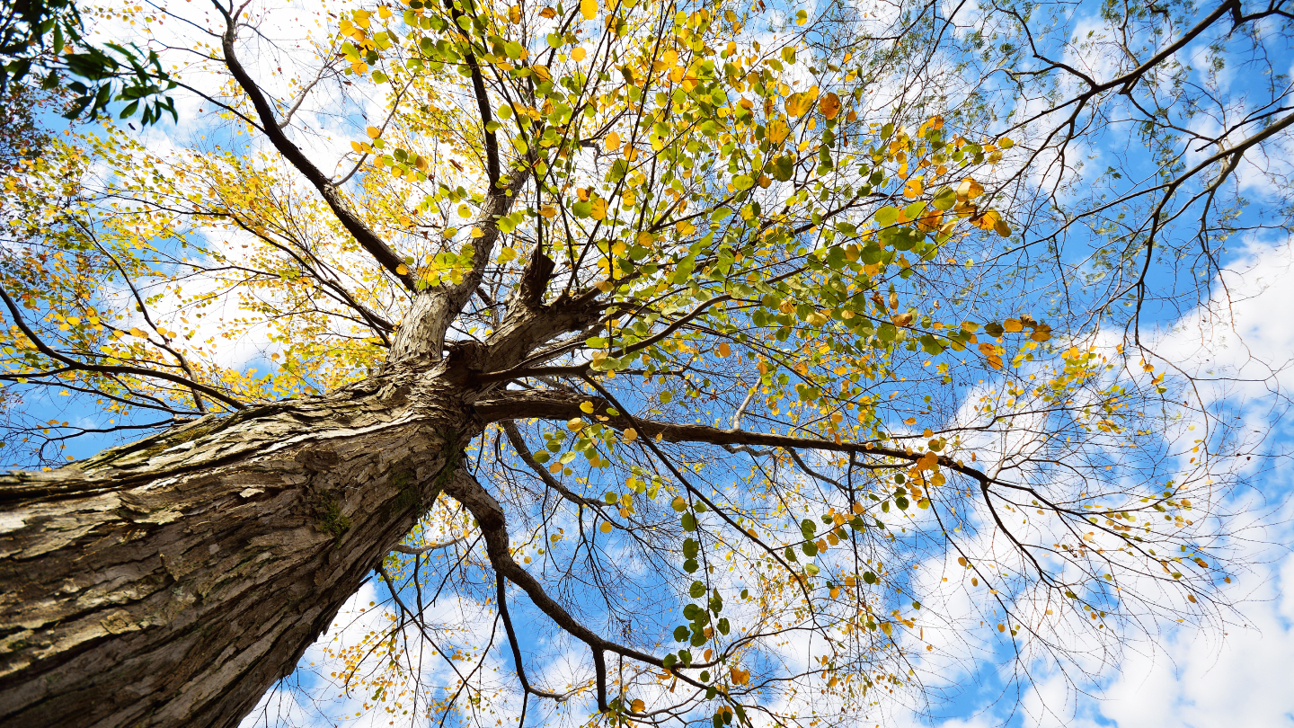 Карамельное дерево
