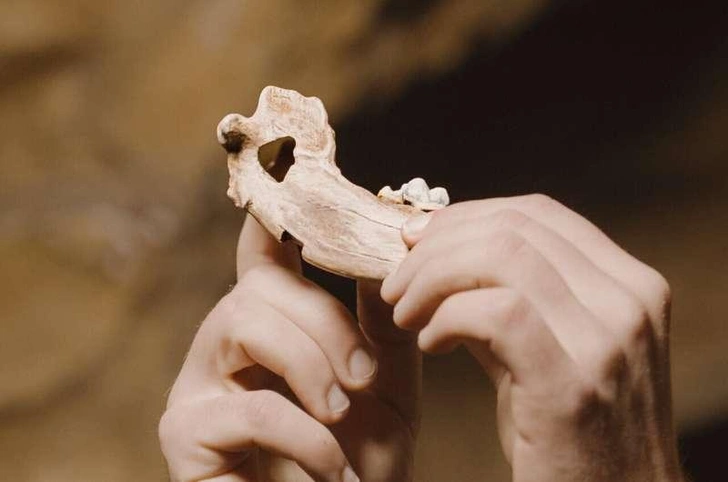 Древняя ДНК собак переписывает историю одомашнивания собак: люди и их «лучшие друзья» живут бок о бок почти 16 тысяч лет | Источник: Tom Anders &amp; Longleat