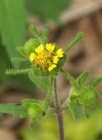 Сигезбекия восточная | Источник: Wikimedia Commons