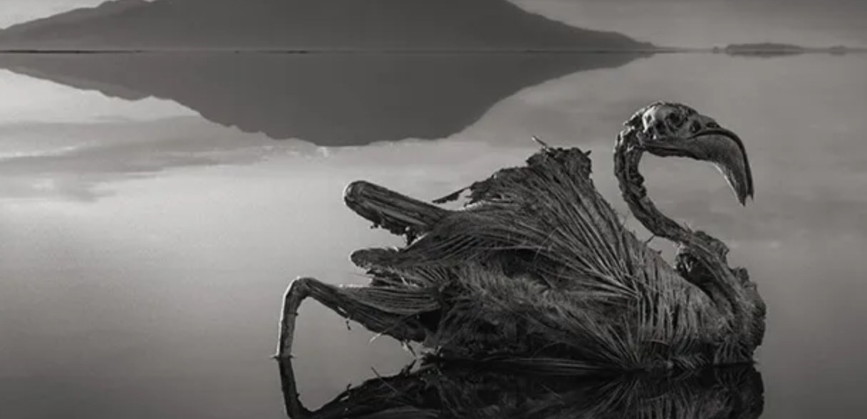 Одна из фотографий Ника Брандта. © Nick Brandt 2013, Courtesy of Hasted Kraeutler Gallery, NY. Фото.