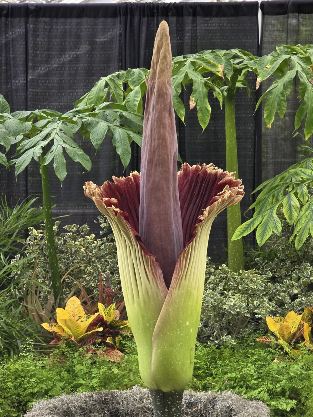 15. Аморфофаллус титанический (Amorphophallus titanum), также известный как «трупный цветок»