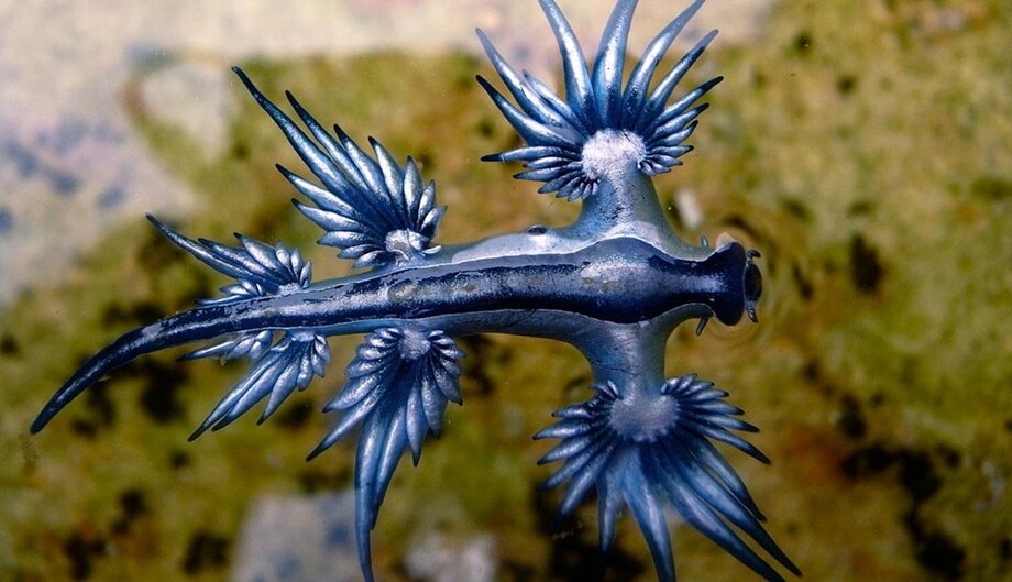 8. Морской слизень Голубой дракон (Glaucus atlanticus) не вырабатывает яд сам, а ворует его у медуз и использует как собственное оружие 8. Морской слизень Голубой дракон (Glaucus atlanticus) не вырабатывает яд сам, а ворует его у медуз и использует как собственное оружие