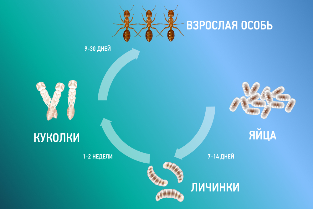 Жизненный цикл муравья
